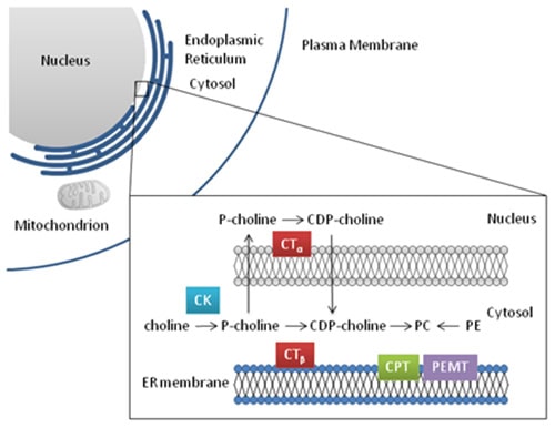 Phosphatidylcholine Biosynthesis