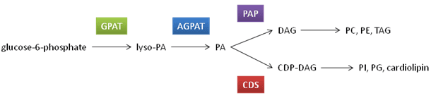 Phospholipid biosynthesis